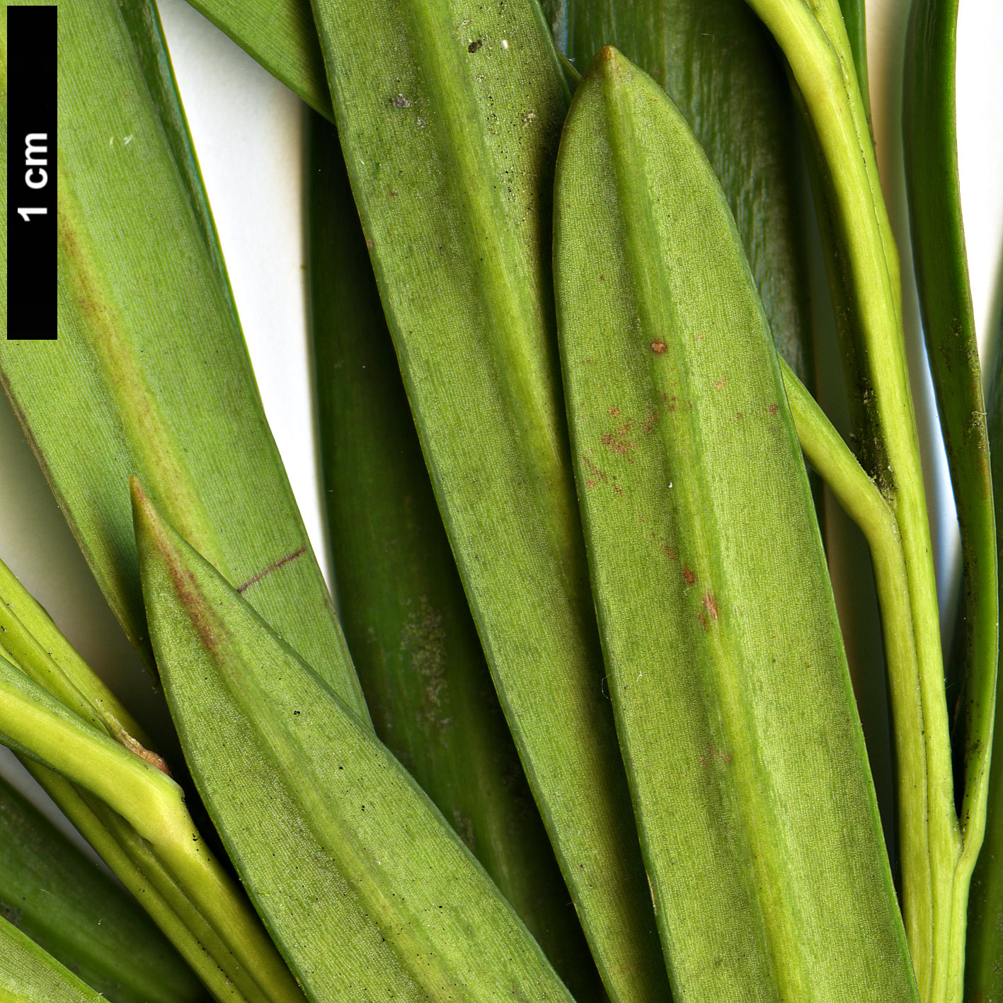 High resolution image: Family: Podocarpaceae - Genus: Podocarpus - Taxon: macrophyllus - SpeciesSub: var. macrophyllus